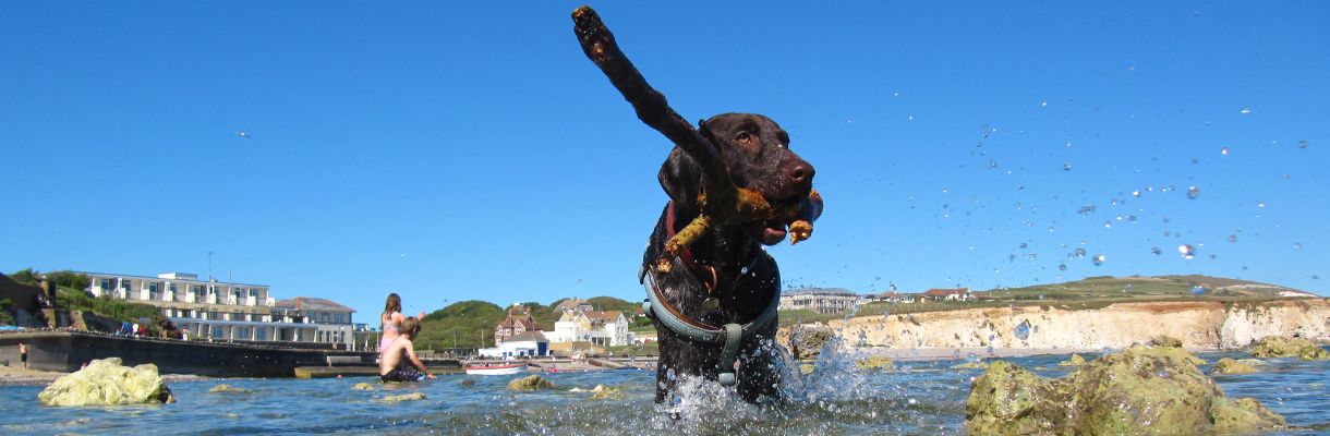 Dog with stick in the sea at Freshwater Bay - Dog friendly holidays UK